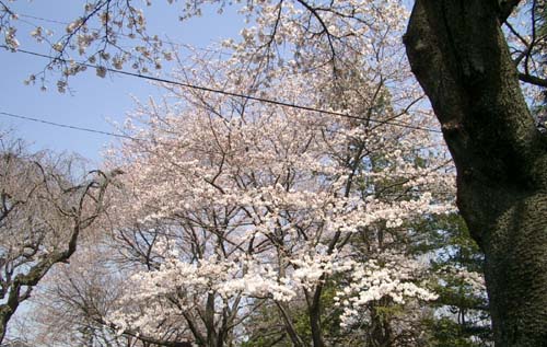 でも，桜はなかなかきれいだった。