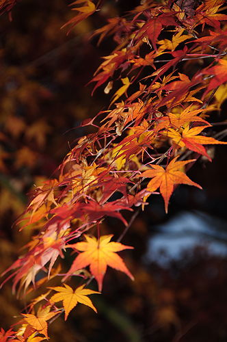 小布施では紅葉（もみじ）が綺麗で、ついつい撮影。