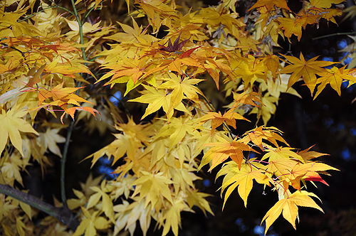 小布施では紅葉（もみじ）が綺麗で、ついつい撮影。