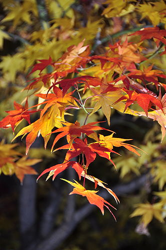 小布施では紅葉（もみじ）が綺麗で、ついつい撮影。