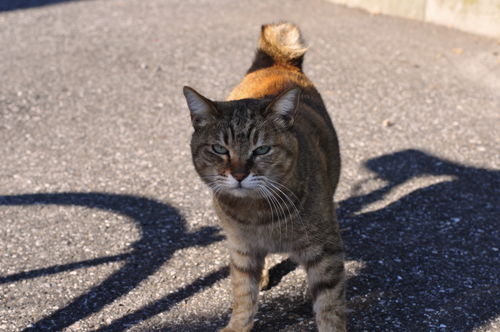 今日の一枚「ねこー」