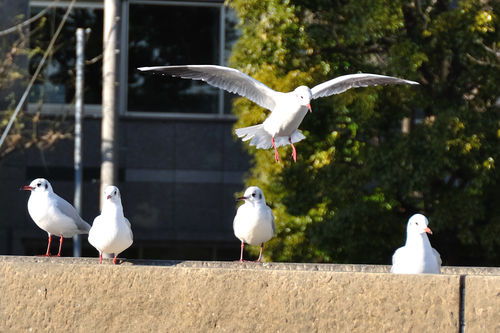 今日の一枚「隅田川の鳥」