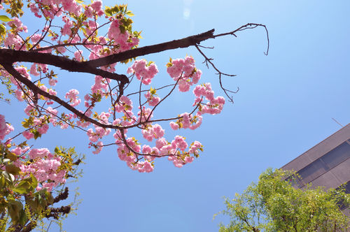 今日の一枚「八重桜？」