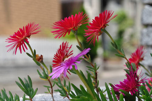 今日の一枚「花」