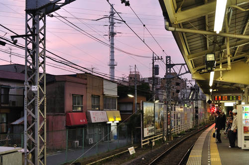 今日の一枚「花」