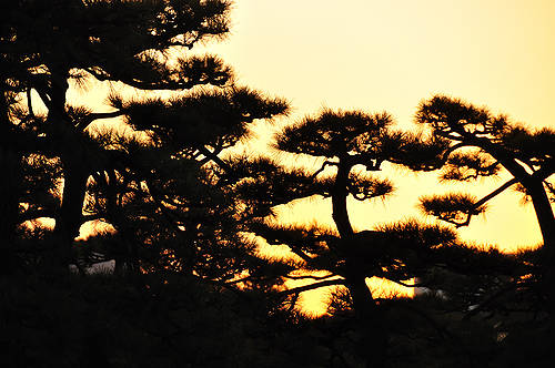 今日の一枚「松林の夕暮」