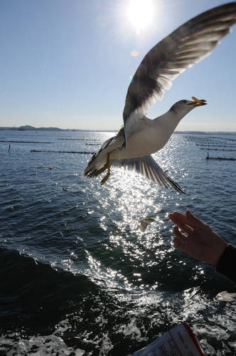 今日の一枚「松島のカモメ」